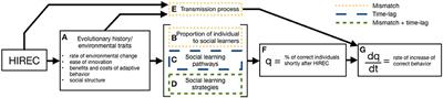 Counter-Culture: Does Social Learning Help or Hinder Adaptive Response to Human-Induced Rapid Environmental Change?